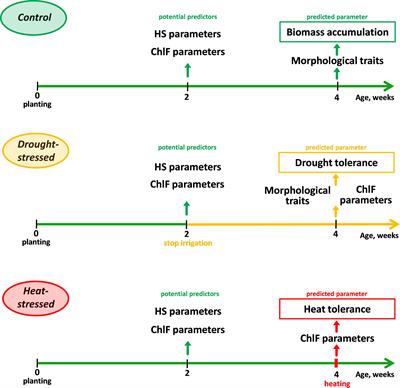 Prediction of biomass accumulation and tolerance of wheat seedlings to drought and elevated temperatures using hyperspectral imaging